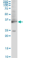 WB - GAPDH Antibody (monoclonal) (M01) AT2151a
